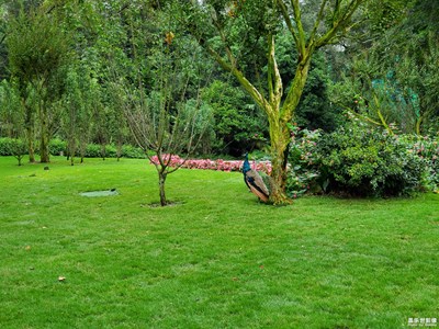 2019最美瞬間+國寶熊貓