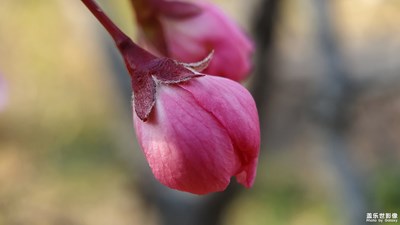 【色彩】冬日花開