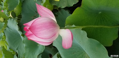 【2019最美瞬間】+荷花谷