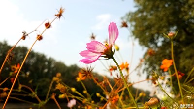 【2019最美瞬間】+飄逸的秋英