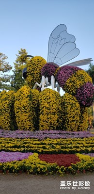 臘月賞菊