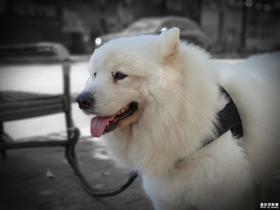 【2019最美瞬間】我家主子