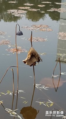 【殘荷】