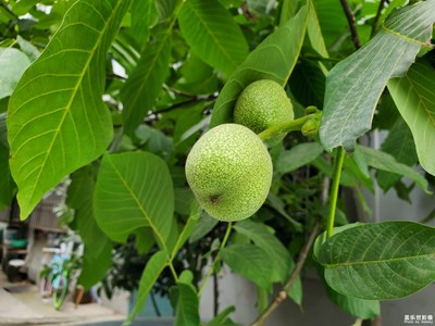 有沒(méi)有人見(jiàn)過(guò)還沒(méi)成熟的核桃