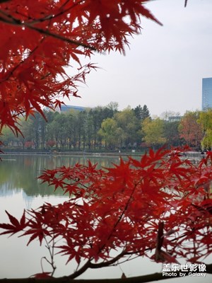 金橋公園