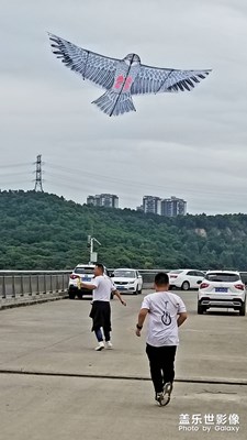 放飛
