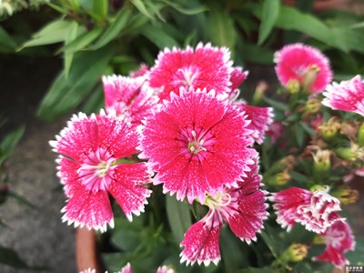 【2019最美瞬間】+隨拍的花花草草