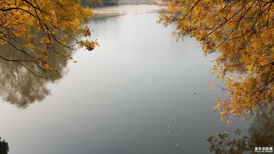 【色彩】+初冬之黃