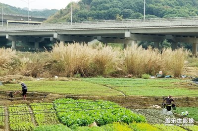 田園行