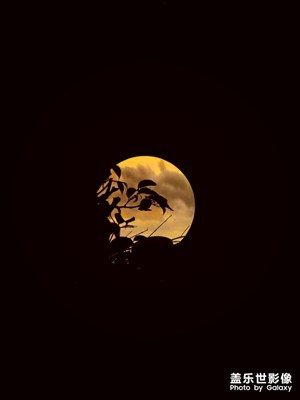 景觀燈