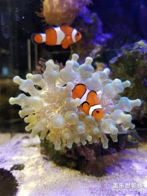 魚缸