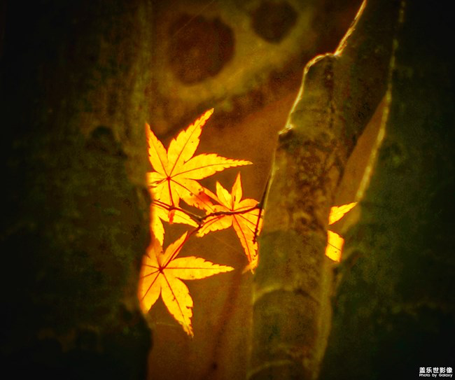 【每周星鮮事】第16期:年末大餐等你來秀