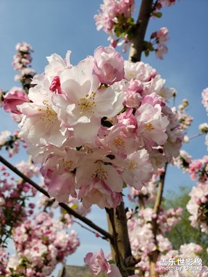 春暖花開