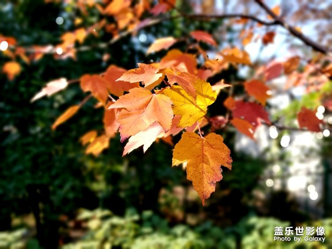 【每周星鮮事】第16期:年末大餐等你來秀