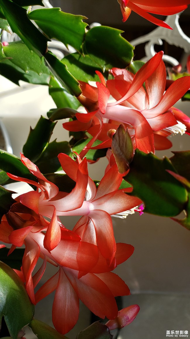 【每周星鮮事】第16期:年末大餐等你來秀