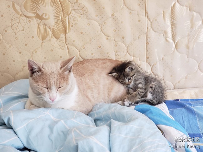 已開(kāi)獎(jiǎng)【寵物活動(dòng)第七期】身邊的喵星人