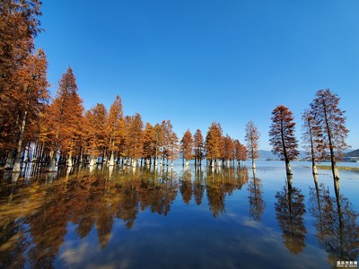 【2019最美瞬間】冬日四明湖，絕美水杉林