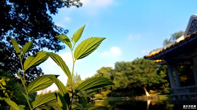 【美麗的云】+風景