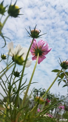 【美麗的云】+花花草草與云