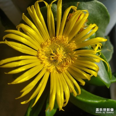 小黃花