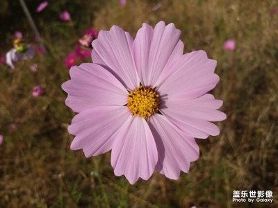 【2019最美瞬間】+美麗的格桑花