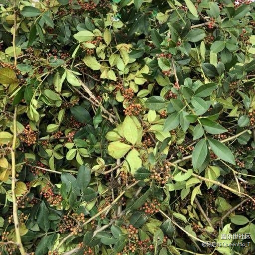 SAMSUNG 三星星鑽活動