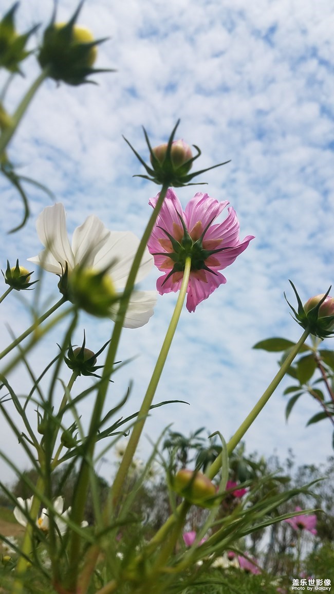 【每周星鮮事】第17期:圣誕快樂~
