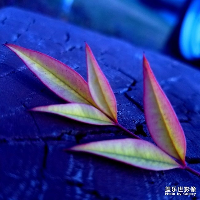 【每周星鮮事】第17期:圣誕快樂~