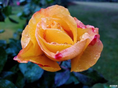 雨后的玫瑰