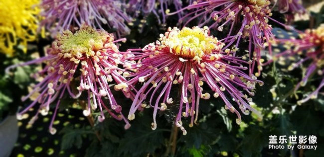 【每周星鮮事】第17期:圣誕快樂~