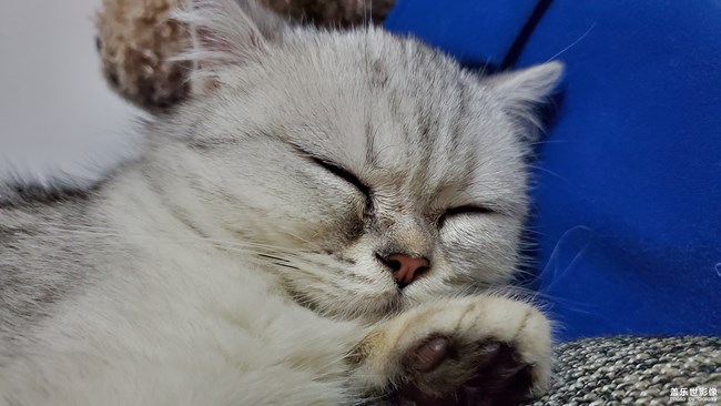一只“傻”貓的日常