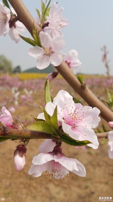 【花花草草】+追憶