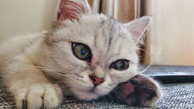 一只“傻”貓的日常