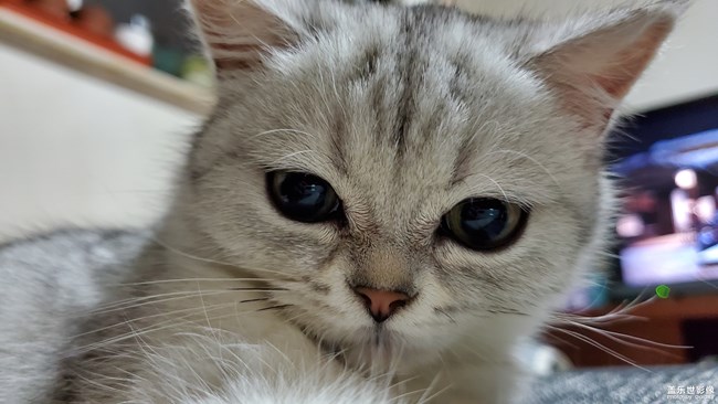 一只“傻”貓的日常