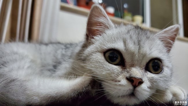 一只“傻”貓的日常