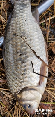 冬天的鯽魚