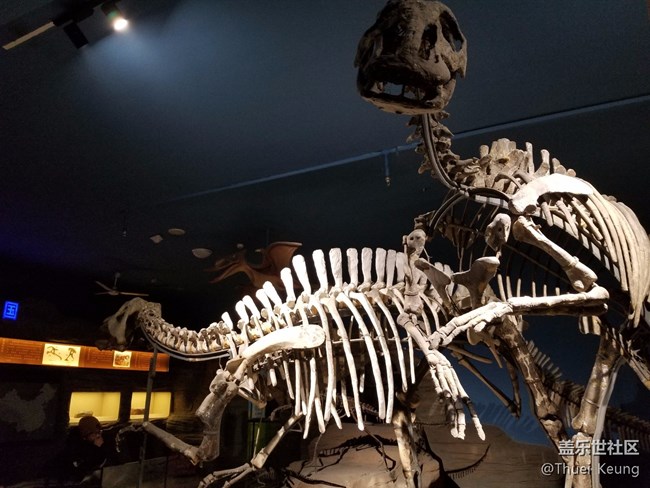 黑龍江博物館的動物標本