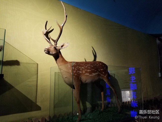 黑龍江博物館的動物標本