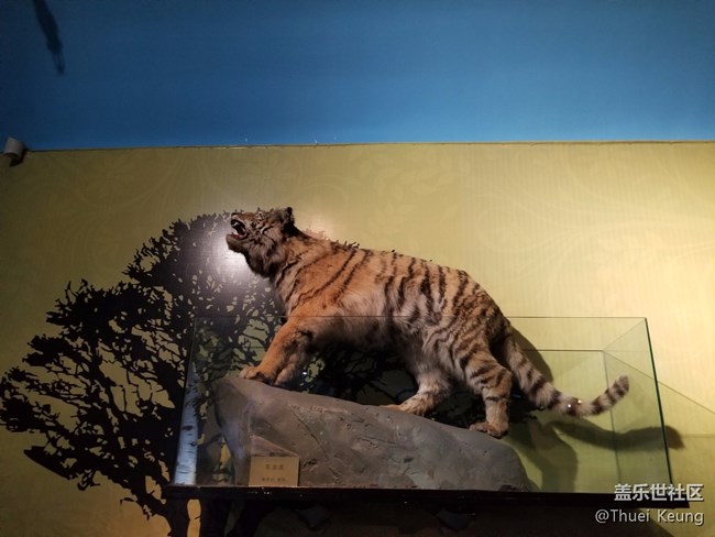 黑龍江博物館的動物標本