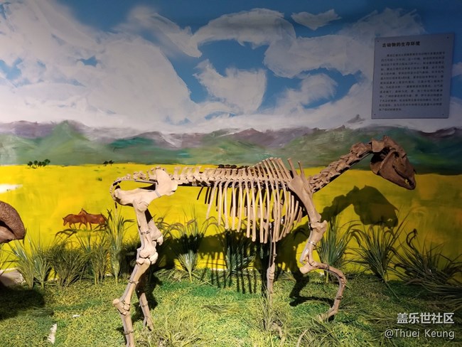 黑龍江博物館的動物標本