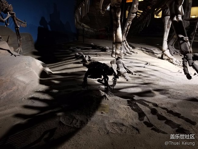黑龍江博物館的動物標本