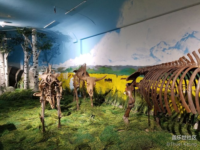 黑龍江博物館的動物標本