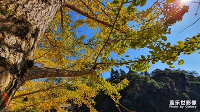 那金黃