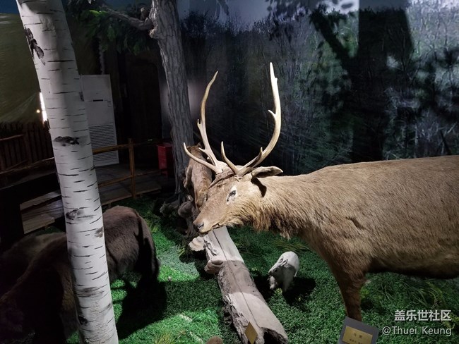 黑龍江博物館的動物標本