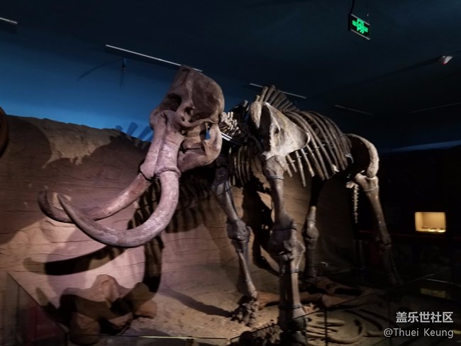 黑龍江博物館的動物標本