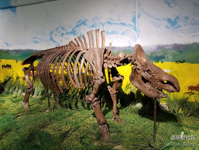 黑龍江博物館的動物標本