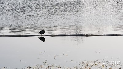 浣花溪隨拍