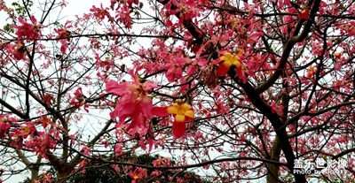 路遇花開
