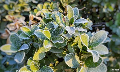 已開獎【蓋樂世影像周賽第122期】——你好2020