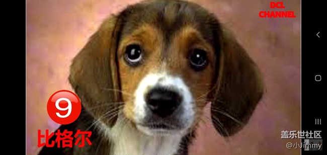 【寵物活動第九期】你心中最友善的狗